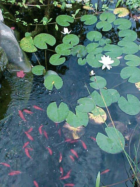 pond in Guelph